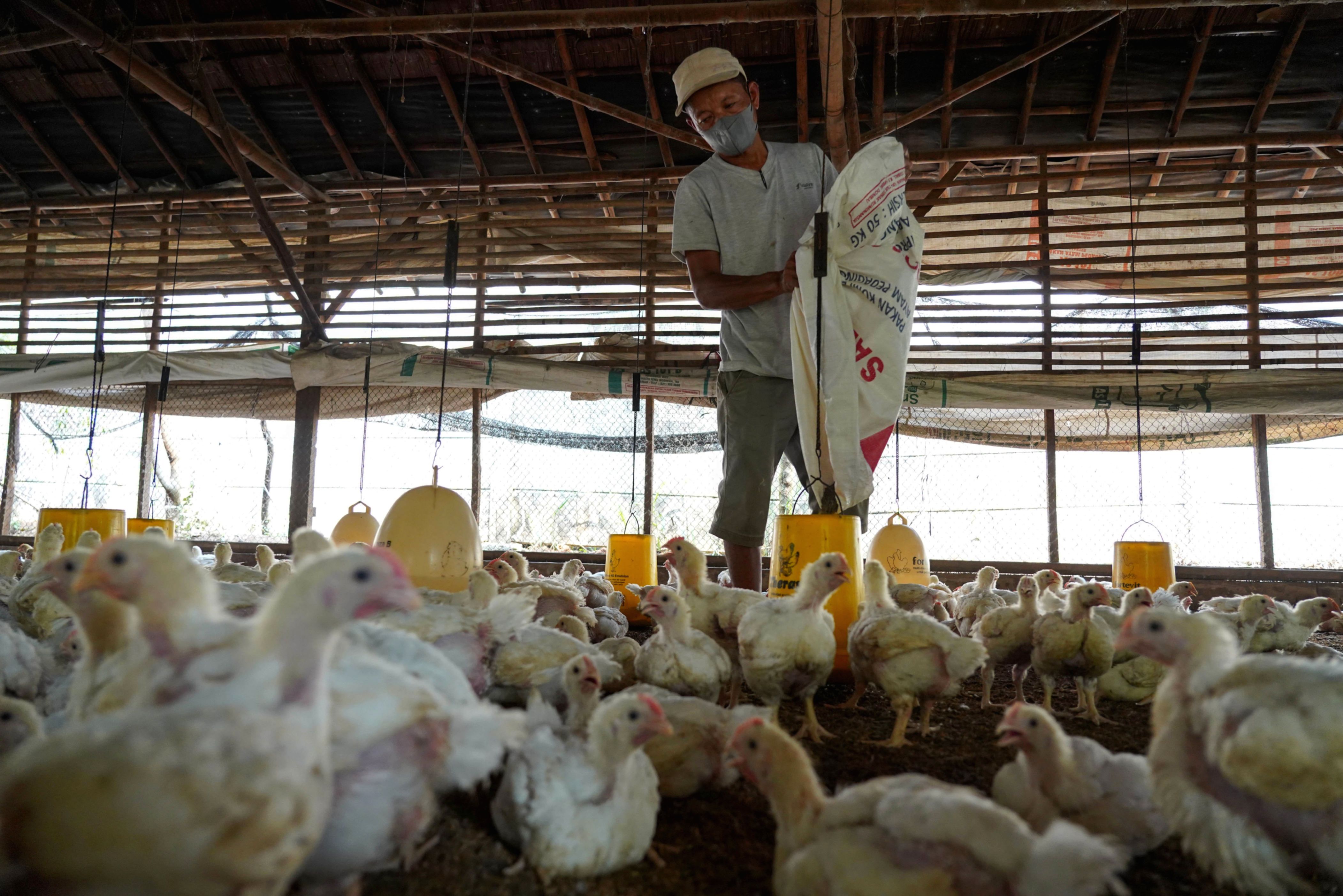 Peternak Ayam Hadapi Tekanan Biaya Pakan dan Harga Jual Anjlok